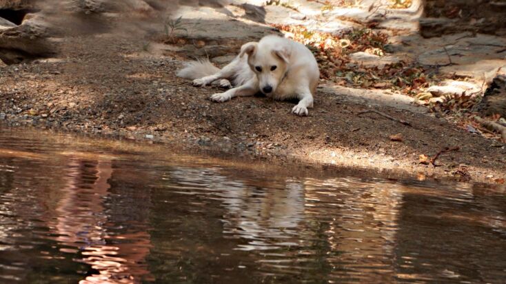 «Το Ημερολόγιο Ενός Σκύλου» της Violet Louise