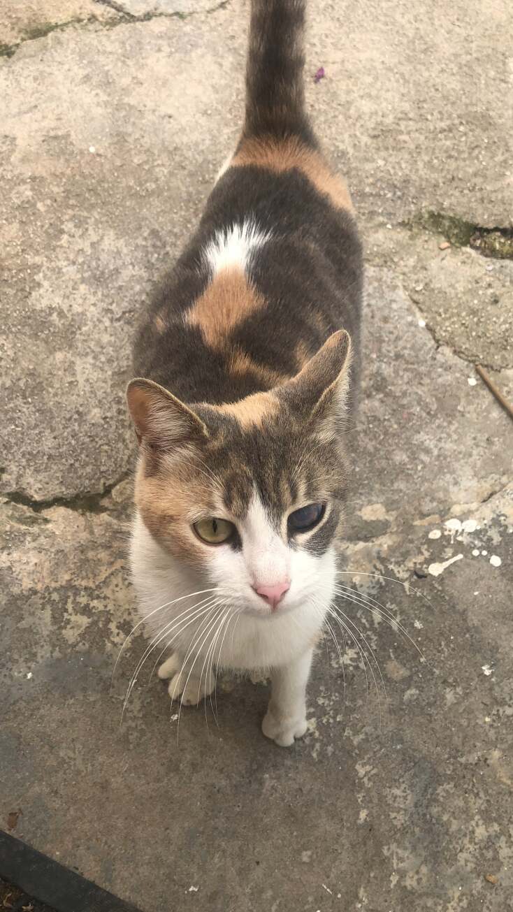 Το σπίτι του Στάθη Δρογώση