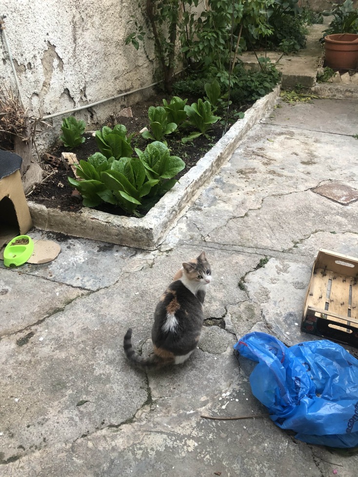 Το σπίτι του Στάθη Δρογώση