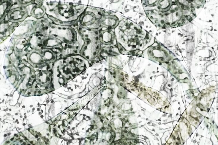 Έργο του Costas Picadas