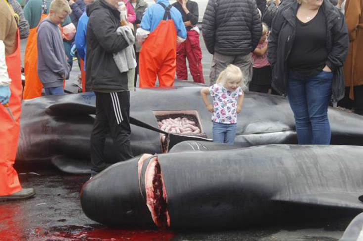 0_pay-whale_slaughter_faroe_islands_28_trianglenew.jpg