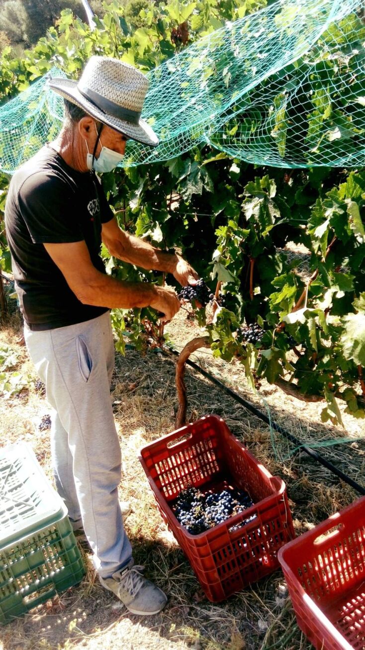 Τρύγος στο Domaine Agrovision