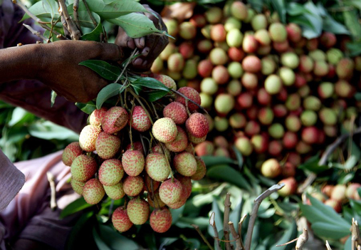 Φρούτα Λίτσι