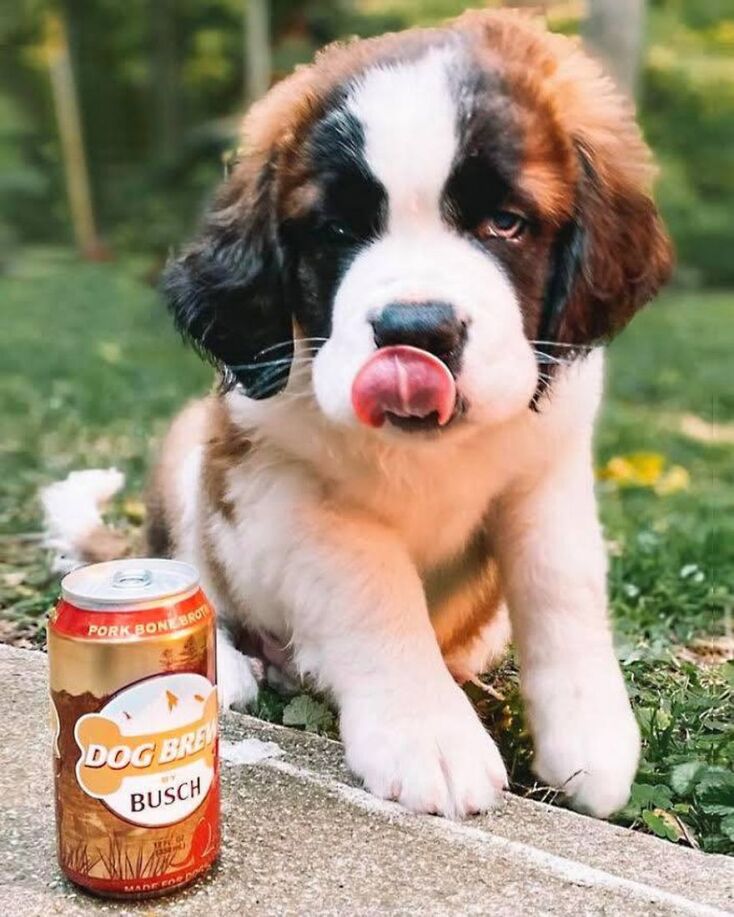 Μπίρα για σκύλους