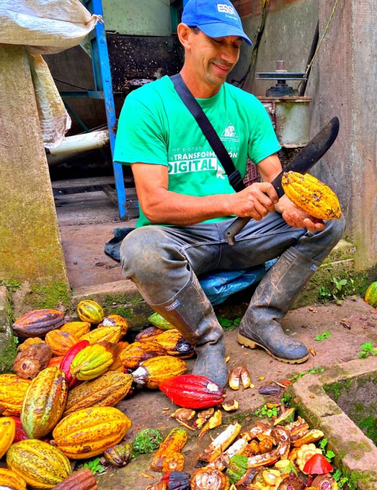 Καρποί κακάο