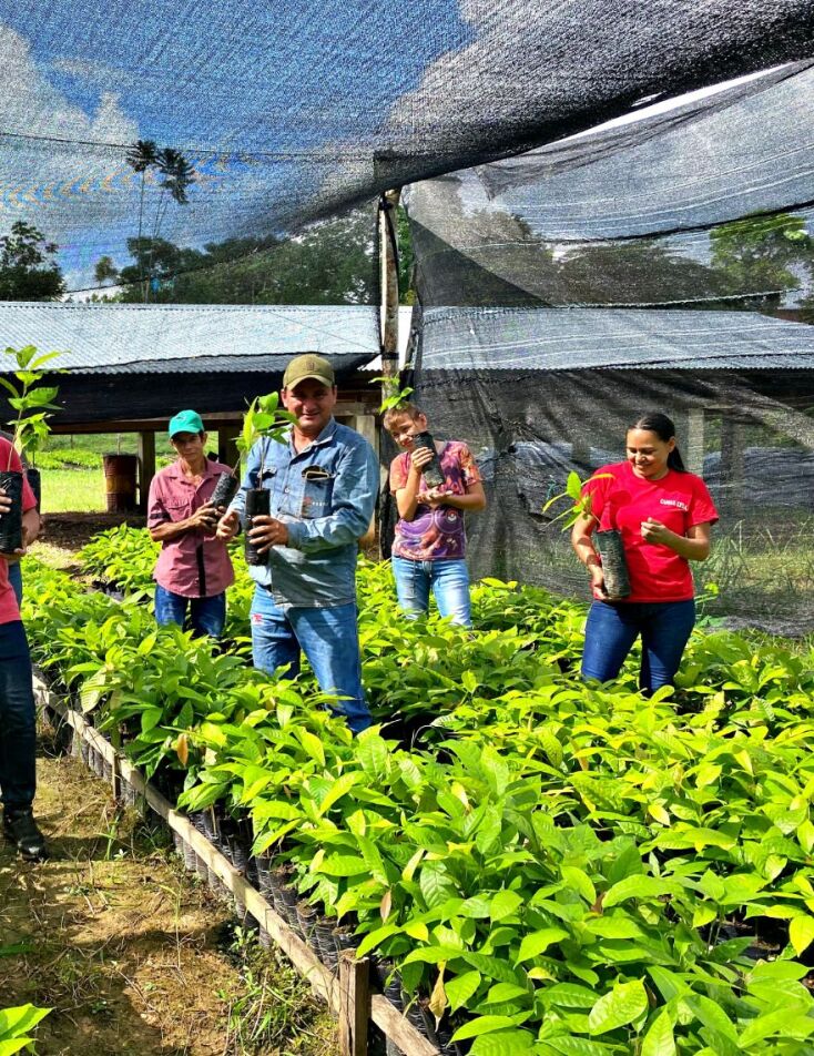 Καλλιεργητές με νέα δενδρίλια κακάο