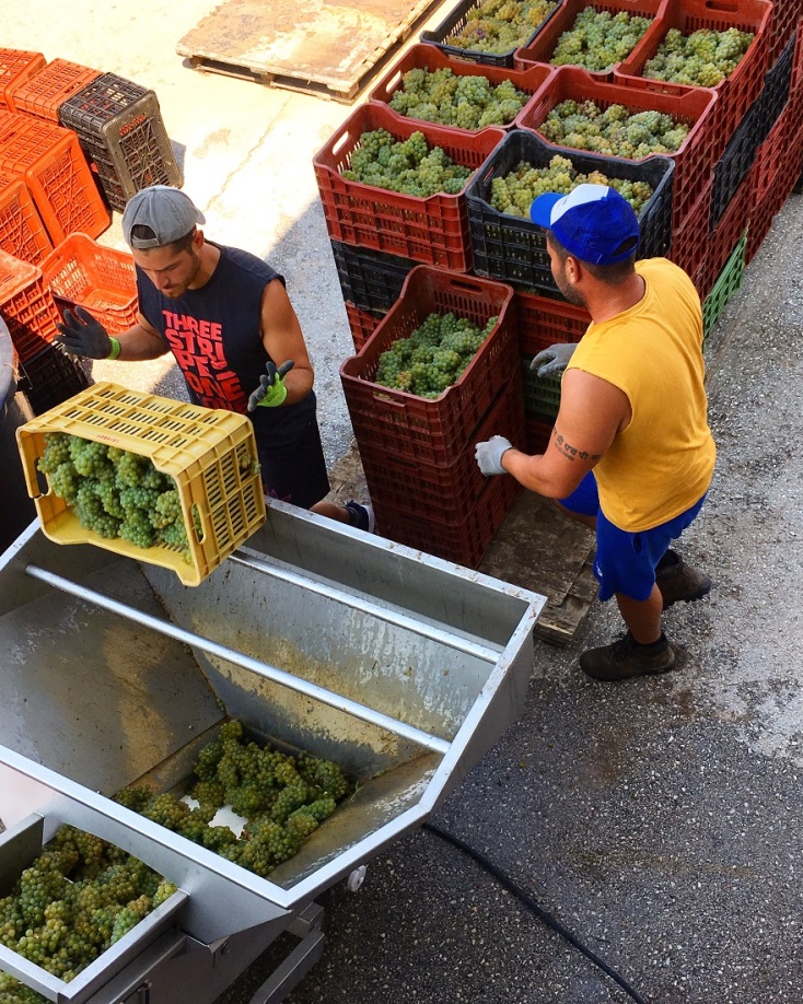 Πιεστήριο, πάτημα-εκραγισμός των σταφυλιών