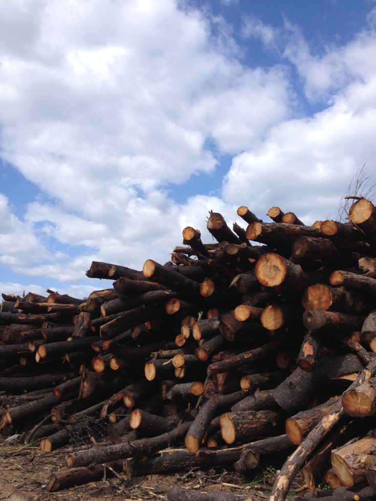 Μαριάννα Πούργαλη «23 δέντρα, μια ιστορία», Project Art 4 Mati