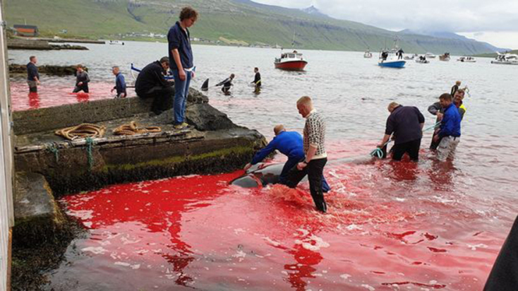 1_pay-whale_slaughter_faroe_islands_19_trianglenew.jpg