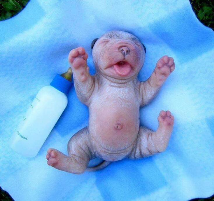 10 εικόνες νεογέννητων ζώων για να λιώσετε 