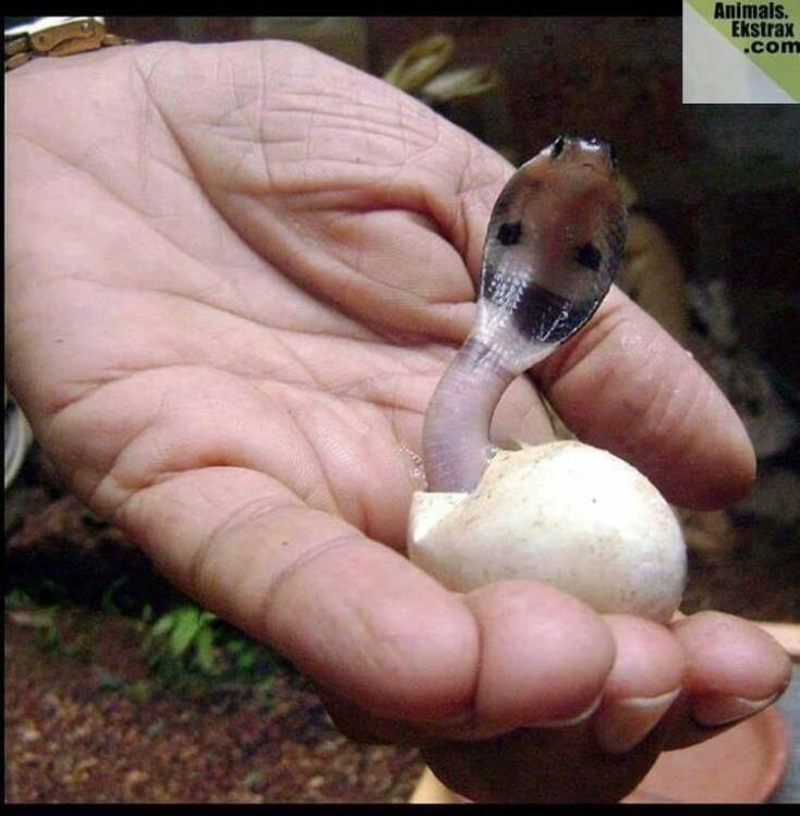 10 εικόνες νεογέννητων ζώων για να λιώσετε 