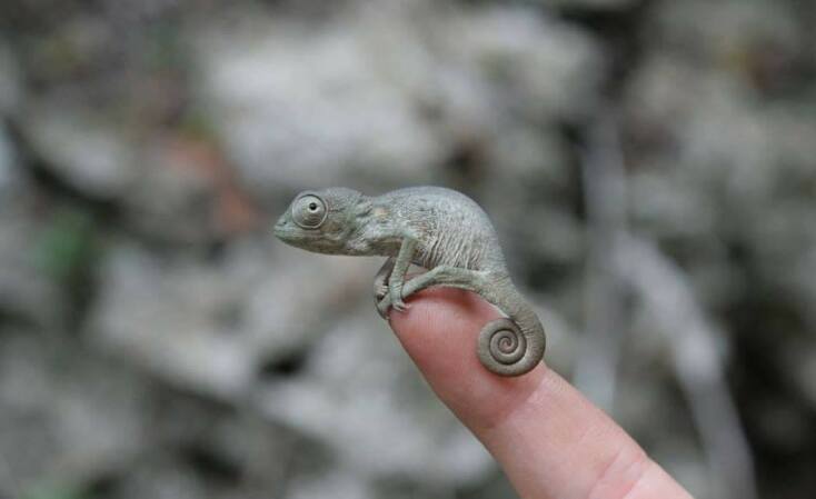 10 εικόνες νεογέννητων ζώων για να λιώσετε 