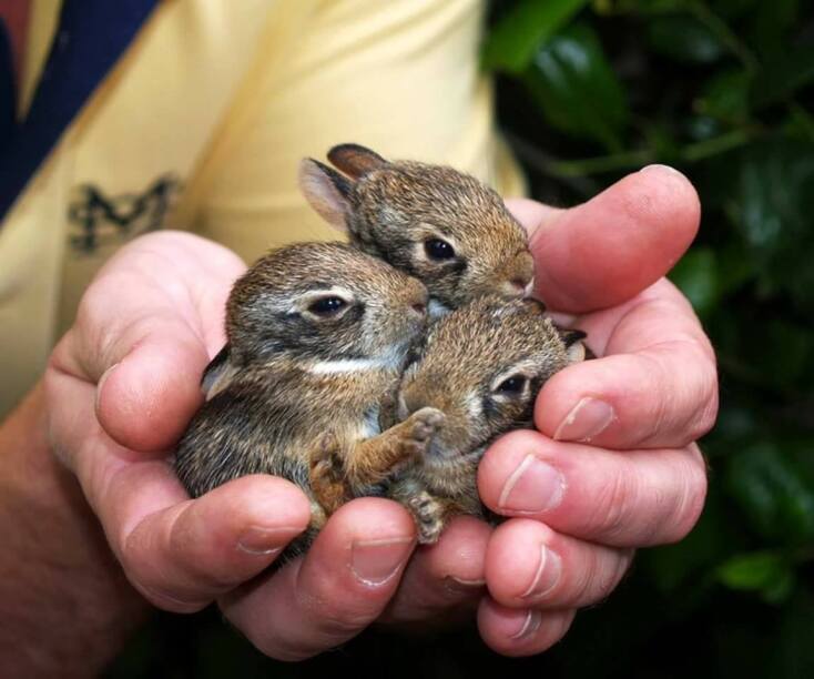 10 εικόνες νεογέννητων ζώων για να λιώσετε 
