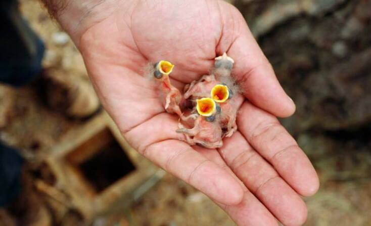 10 εικόνες νεογέννητων ζώων για να λιώσετε 