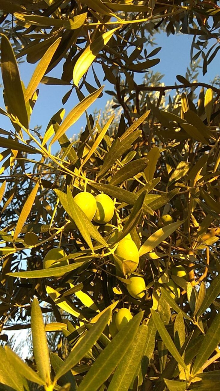 Πράσινες ελιές Χαλκιδικής