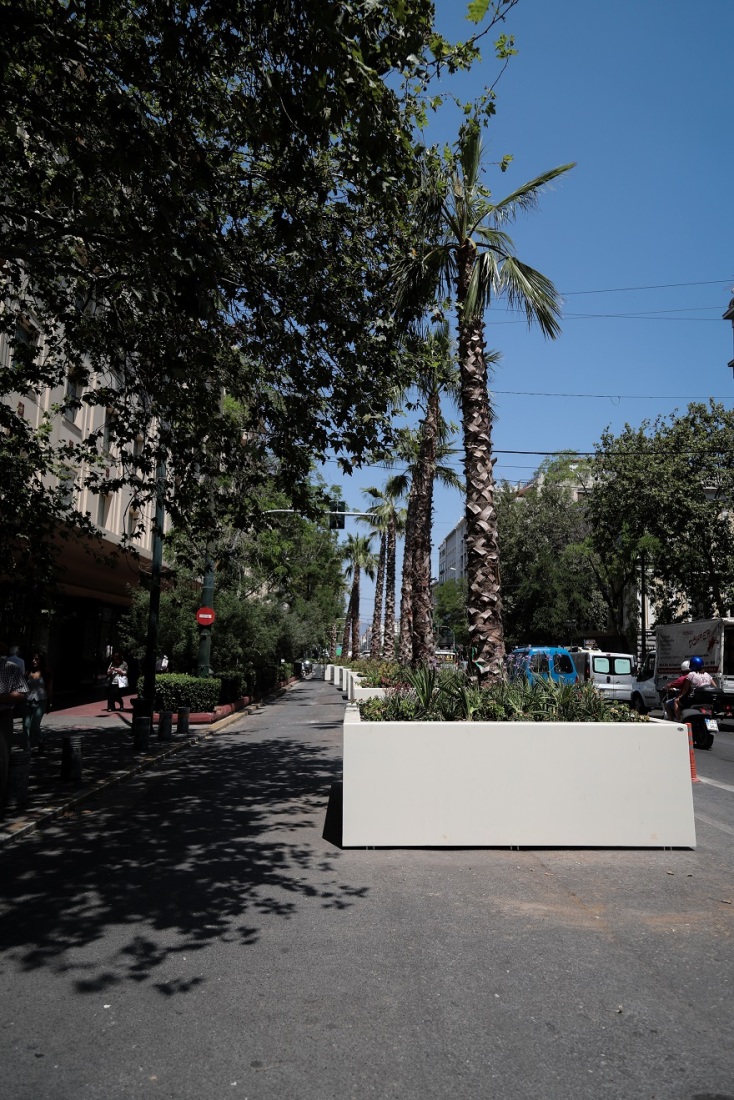 Μπήκαν φοίνικες στην Πανεπιστημίου