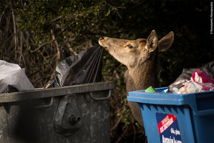 kokkino elafi Cervus elaphus parnitha konstantis alexopoulos
