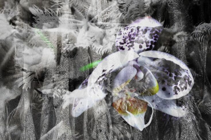 Έργο του Costas Picadas