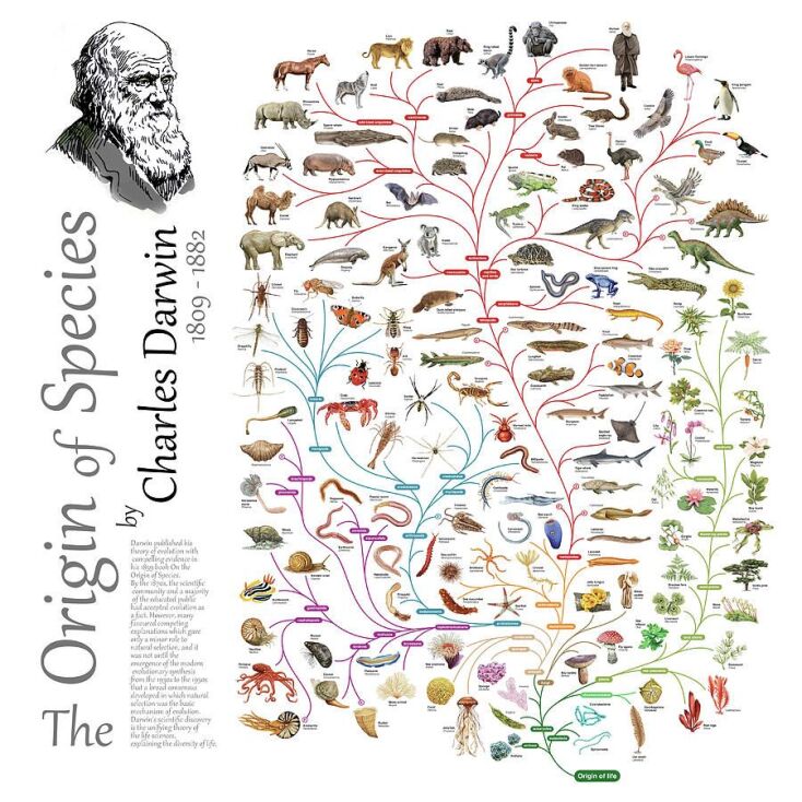 Charles Darwin - Evolution