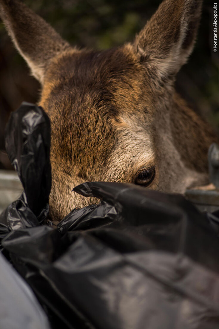 kokkino elafi Cervus elaphus parnitha konstantis alexopoulos