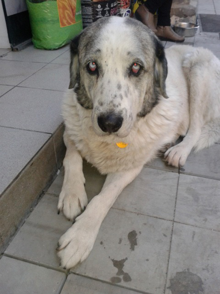 © Εύη Καλαϊτζίδου, Φιλοζωική «ΝΟΙΑΖΟΜΑΙ»