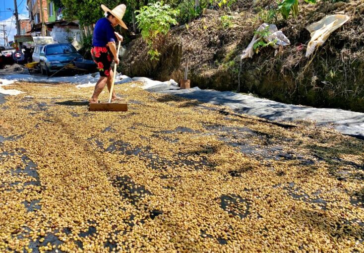 Στέγνωμα καφέ στη Zapatoca