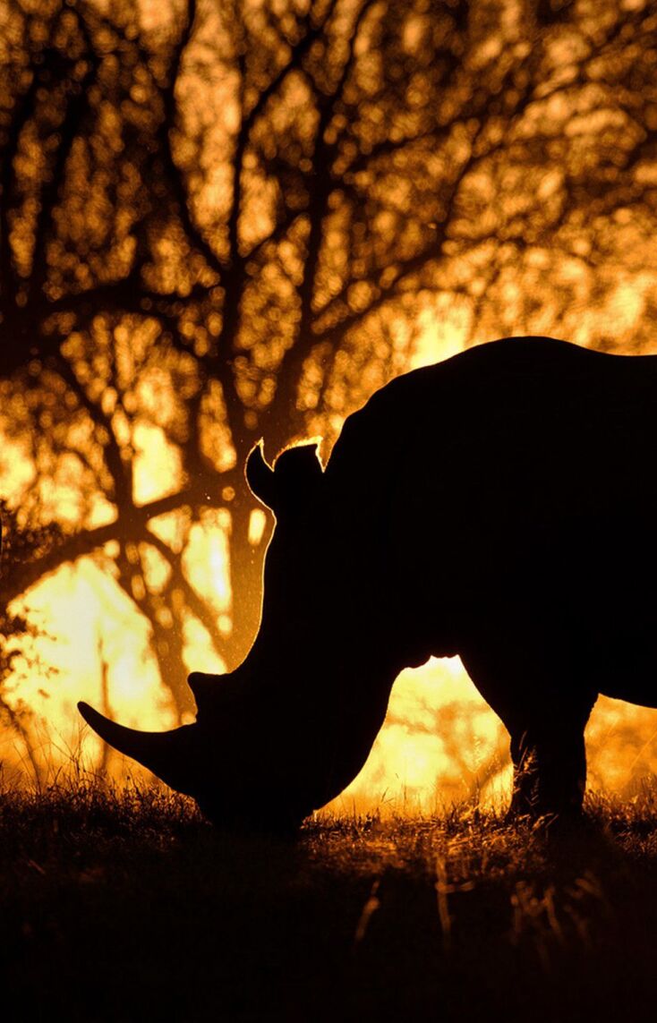 _103300596_mdrum_silhouettes_of_africa-11.jpg