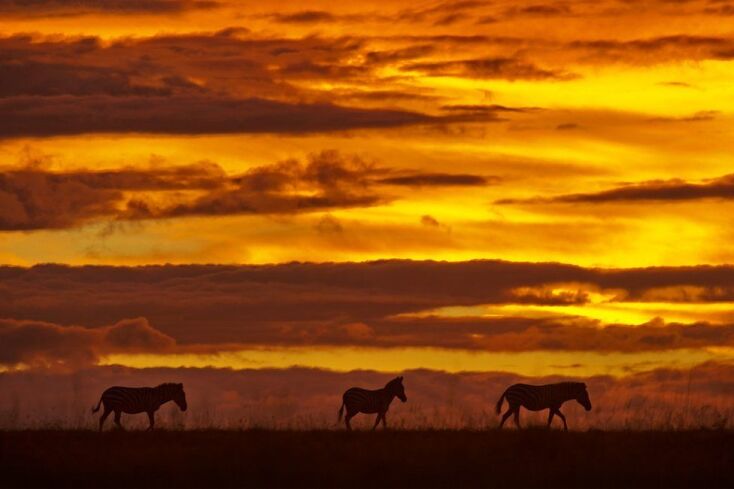 _103300598_mdrum_silhouettes_of_africa-12.jpg