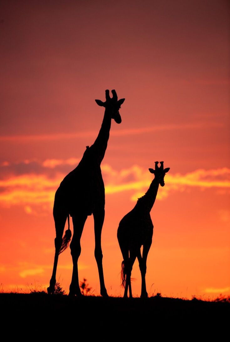 _103300600_mdrum_silhouettes_of_africa-13.jpg