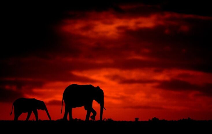 _103300630_mdrum_silhouettes_of_africa-18.jpg