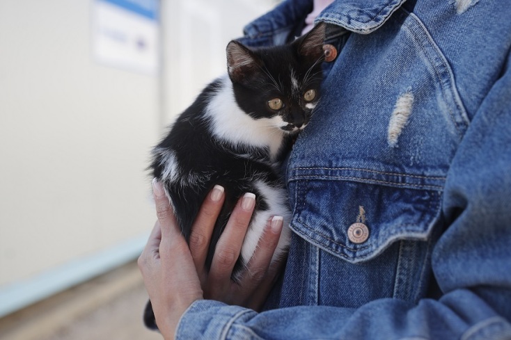 Ένα γατάκι βρήκε καταφύγιο στο camp προσφύγων στο Βαγιοχώρι