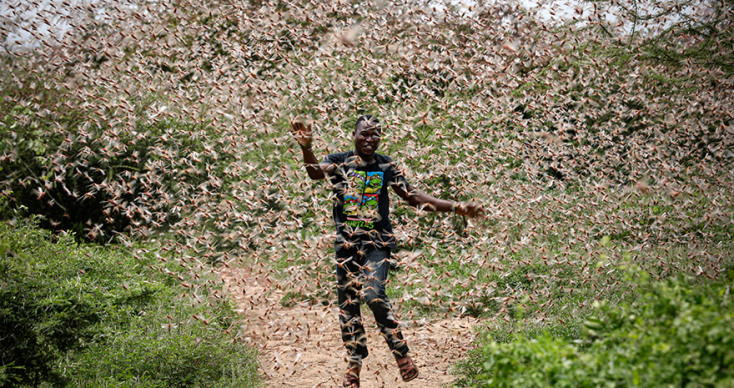 Αφρική - ακρίδες 