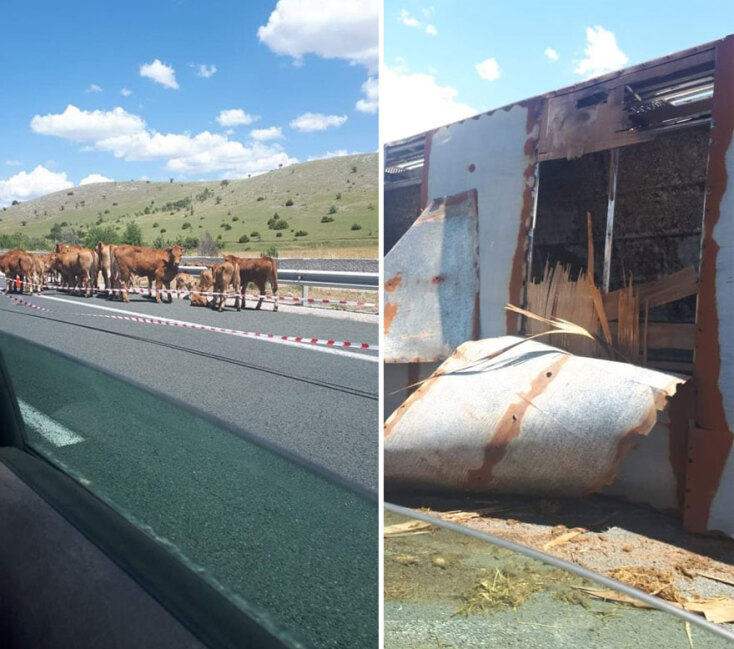 Εγνατία Οδός: Αστυνομικοί κλήθηκαν να βάλουν στην άκρη αγελάδες - Μετά την ανατροπή φορτηγού που τις μετέφερε