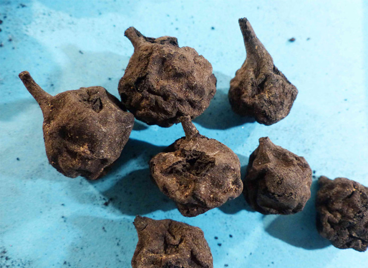 Άγρια αχλάδια από την προϊστορική περίοδο