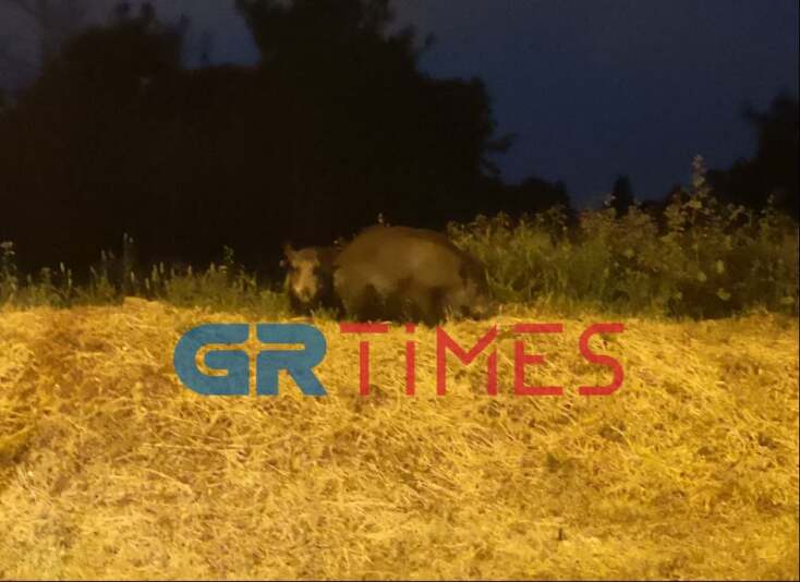 Αγριογούρουνο  