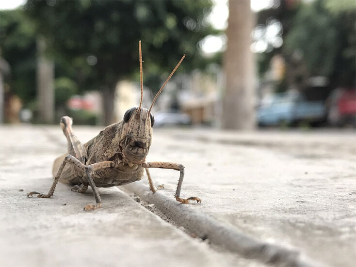 Έντομα για φαγητό: H Ευρωπαϊκή Αρχή για την Ασφάλεια των Τροφίμων (EFSA) εξετάζει αν οι ακρίδες μπορούν να καταναλωθούν από καταναλωτές στην ΕΕ
