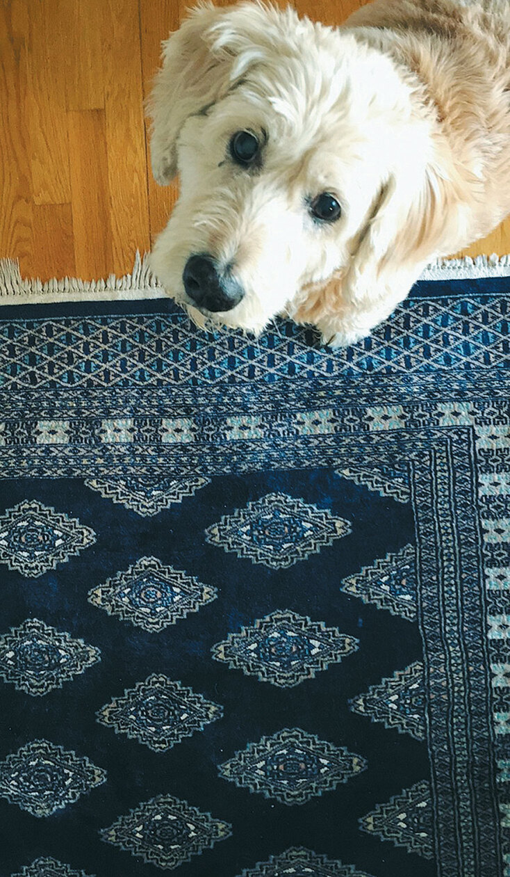 Ο σκύλος του Δημήτρη Παπαδόπουλου, Άλφι