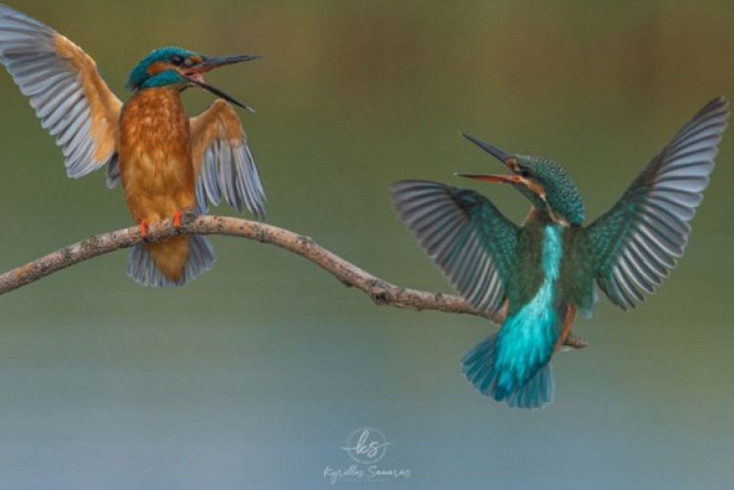 Ο καβγάς σε ένα ζευγαράκι αλκυόνες