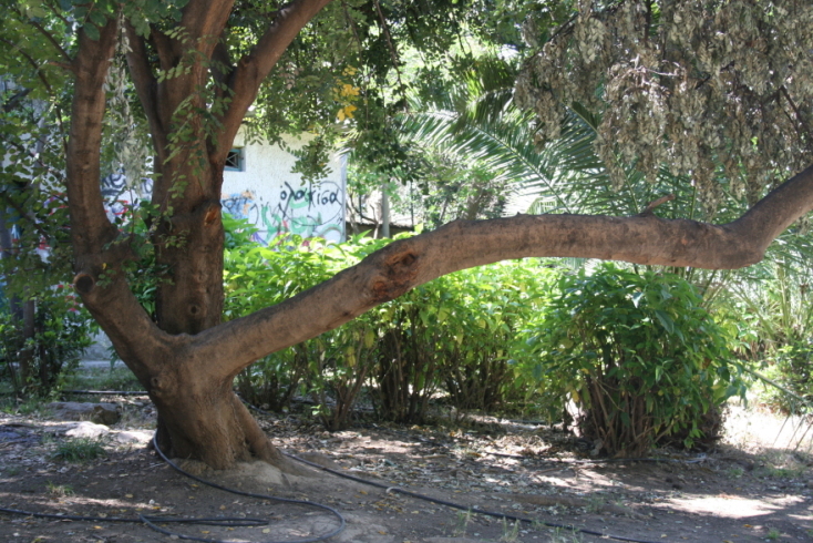 Άλσος Λογγίνου