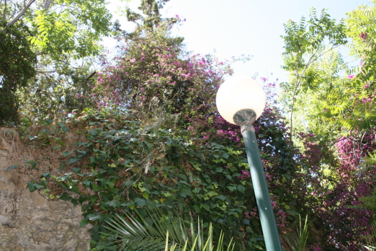 Άλσος Λογγίνου