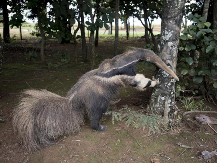 anteater-specimen.jpg