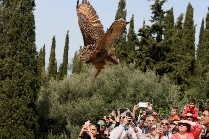 Στιγμιότυπο από απελευθέρωση μπούφου από την ΑΝΙΜΑ.