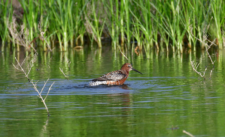 ΑΡΓΟΛΙΔΑ- ΠΑΓΚΟΣΜΙΑ ΗΜΕΡΑ ΑΠΟΔΗΜΗΤΙΚΩΝ ΠΤΗΝΩΝ 