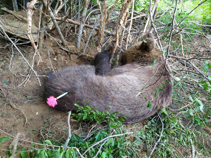 Διάσωση αρκούδας από τον Αρκτούρο