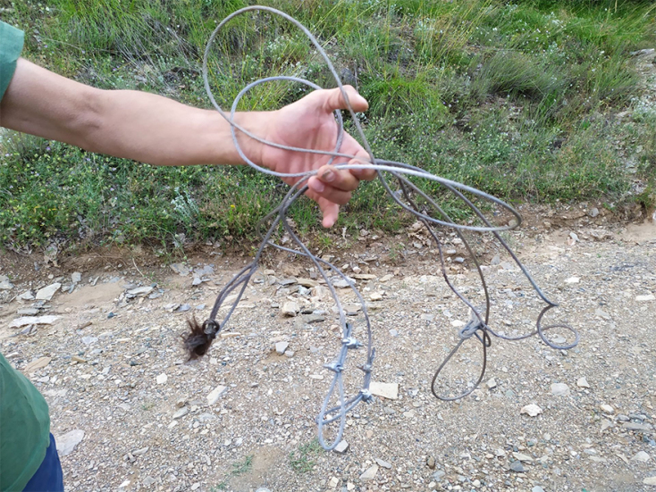 Διάσωση αρκούδας από τον Αρκτούρο