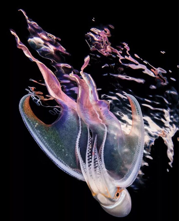 Νικητές των 14ων βραβείων του περιοδικού Scuba Diving