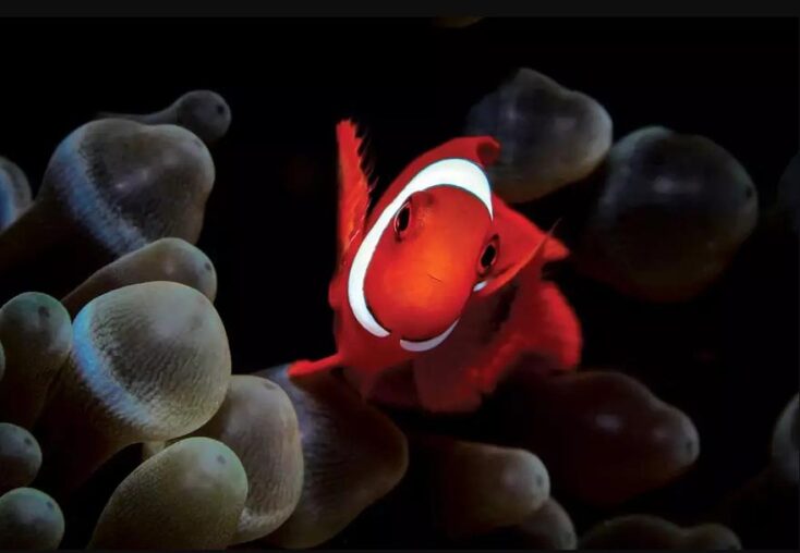 Νικητές των 14ων βραβείων του περιοδικού Scuba Diving