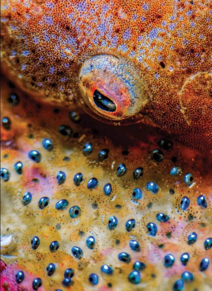 Νικητές των 14ων βραβείων του περιοδικού Scuba Diving