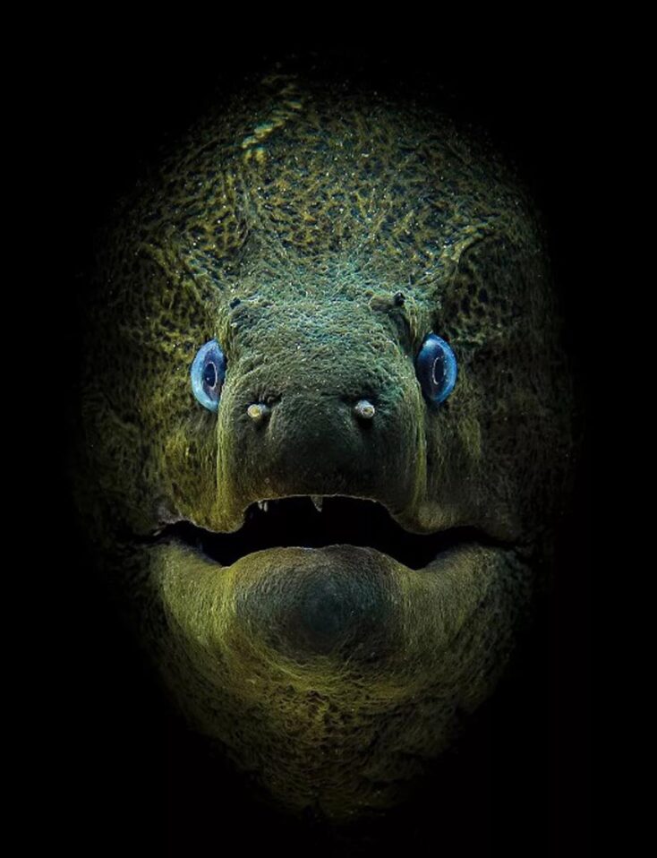 Νικητές των 14ων βραβείων του περιοδικού Scuba Diving