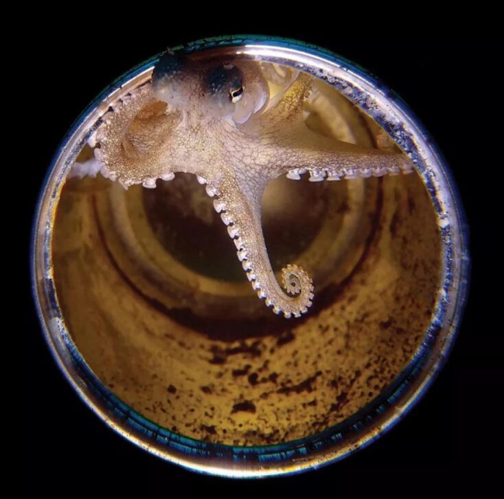 Νικητές των 14ων βραβείων του περιοδικού Scuba Diving